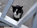 Gatto affamato mi chiama da lontano.....