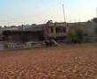 arabic horse