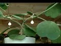 This houseplant has a blog