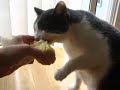 corn kitty