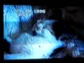 Cute baby kittens sleeping Cute baby kittens sleeping
