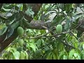 Mango on a mango tree in kerala - Mango Kerala