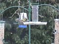 Siskin