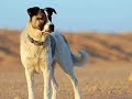 Somewhere (ASPCA)