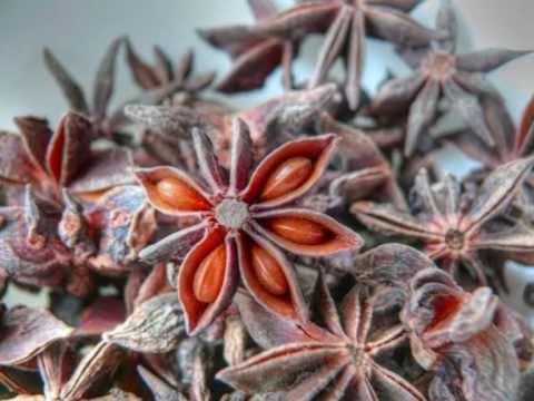 how to grow illicium verum