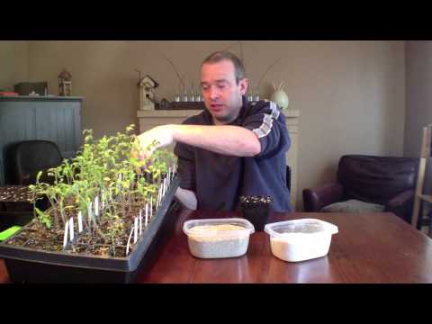 how to transplant leggy seedlings