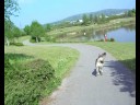 videos de Swan attacked my Siberian Husky!!!