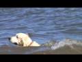 videos de 08 - YouTube