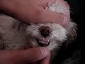 Dog Mouth move