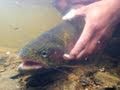 Alaska Fly Fishing - Rainbow Trout (1/3 - 1080p HD)