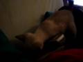 Pitu ya no es tan peke..