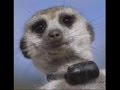 Meerkat Manor - Tribute to Vialli