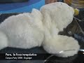 Paro, la foca terapéutica