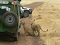 AFRICA Ngorongoro Crater Lions on Car