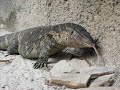 Book trailer for Iguana Invasion! A new book about...