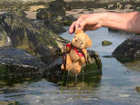 wet teddy