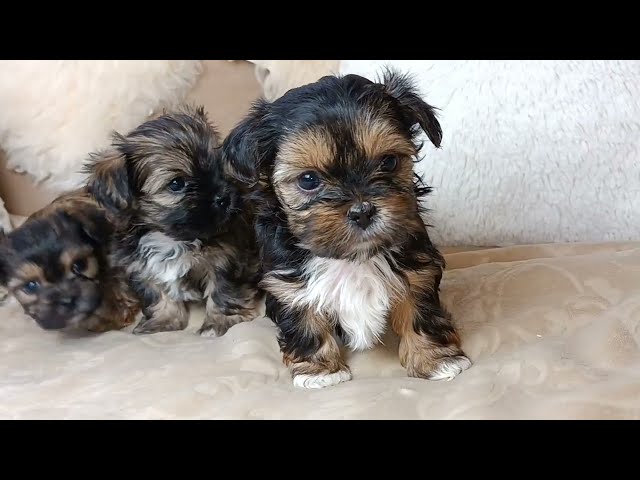 * 2 Left! * High Quality TINY Yorkie X Shih Tzu Puppies! in Dogs & Puppies for Rehoming in Hamilton