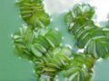 Planta Aquática / Marrequinha