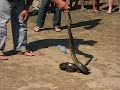 Baby Anaconda