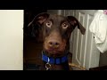 Doberman tracks ball