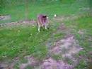Kangaroos- wallabies Kangaroos- wallabies