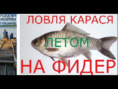 как правильно место для ловли карася в реке как правильно место для ловли карася в реке
