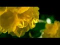 Oberoi Hotels and Resorts (Promo)