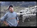 Manejo de Ganado Ovino y Vacuno en San Marcos de Rocchac
