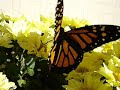 Butterflies & AWACs in the Southwestern USA