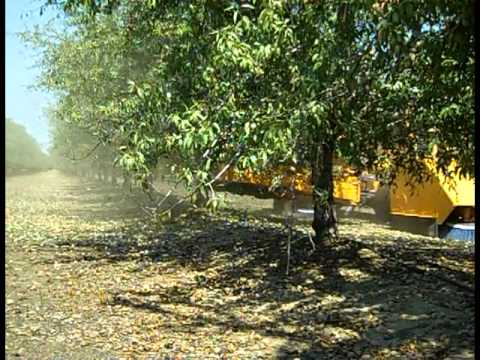how to harvest almonds in australia