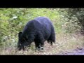 Montana Black Bear Montana Black Bear