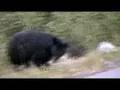 Montana Black Bear