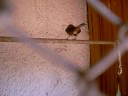 Bicudo ANIMAL Galando Bicuda