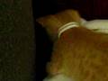 videos de Sugar N Spice