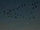 Nebraska crane migration