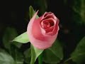 Rose Kemp - Natures hymn