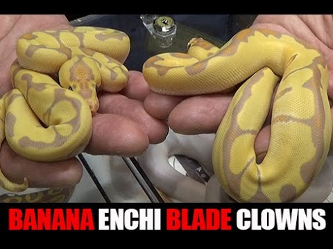 YouTube reptile video