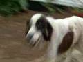 Rabid Dog