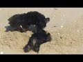 en busca del berberecho