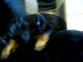 videos de MVI_1568.AVI