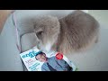eskybaby (munchkin cat) play fetching!! eskybaby (munchkin cat) play fetching!!