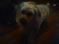 Rusty Morris - Martin County Humane Society