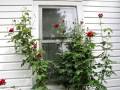 My-Garden-in-May