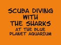 10 YEAR OLD YOUNGEST EVER SHARK DIVER AT THE BLUE PLANET AQUARIUM, ELLESMERE PORT SCUBA DIVE