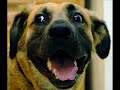 vERY fUNNY dOGS 16