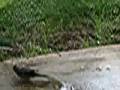 videos de batman taking a shower