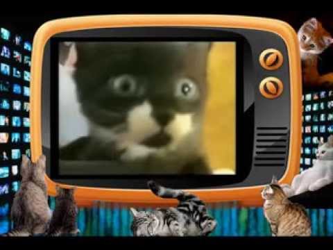 Приколы! Кот-паук лазит по стене и висит на потолке!