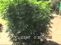 DEASMALLGARDEN