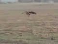 deer hunting with a eagle deer hunting with a eagle
