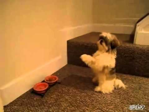 Perro Reza antes de Comer sus Alimentos